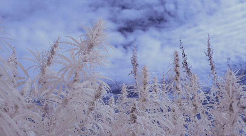 The Best Cannabis Strains for Winter Weather